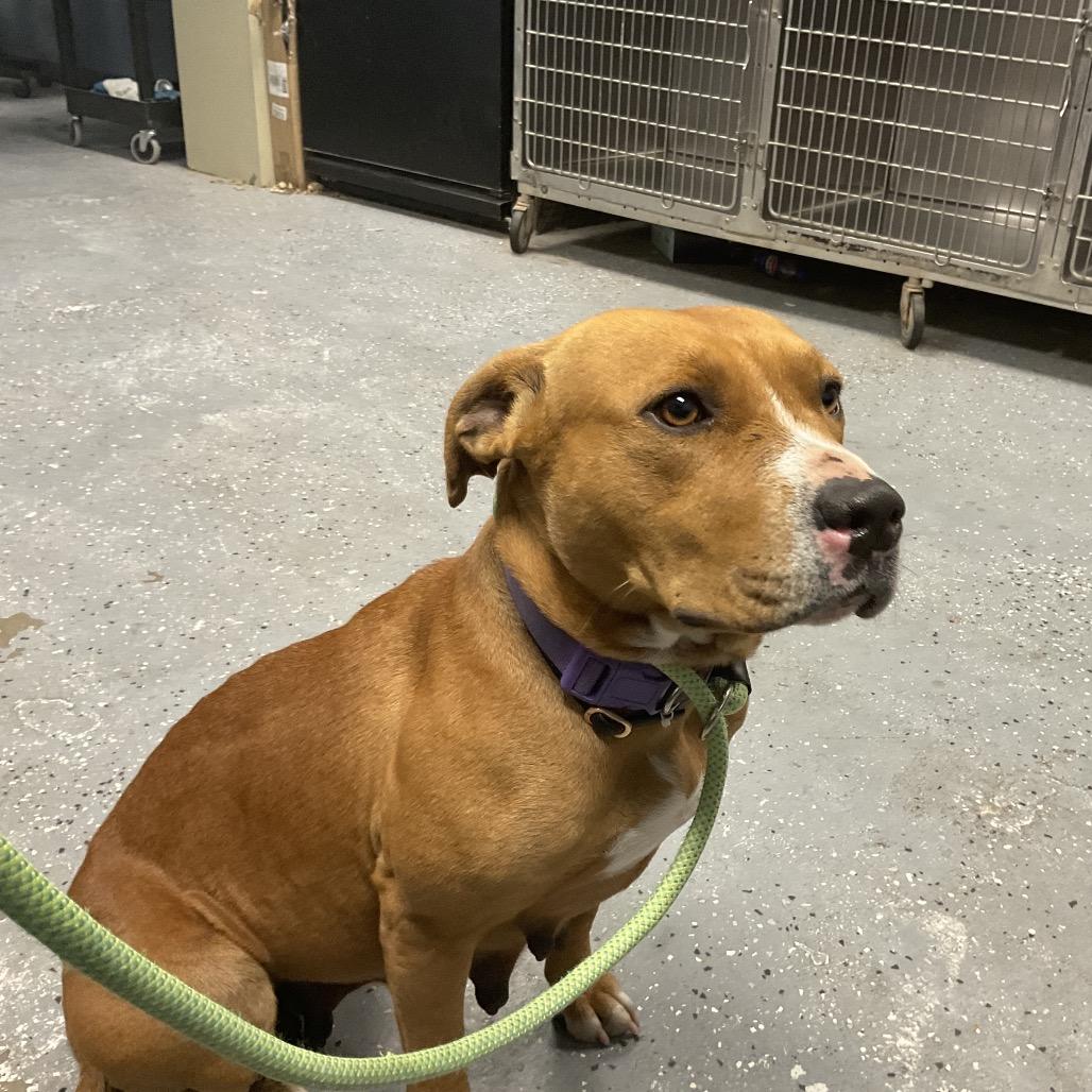 Enlarge Nadya, a Adoptable mixed breed in St Joseph, MO image 2/2