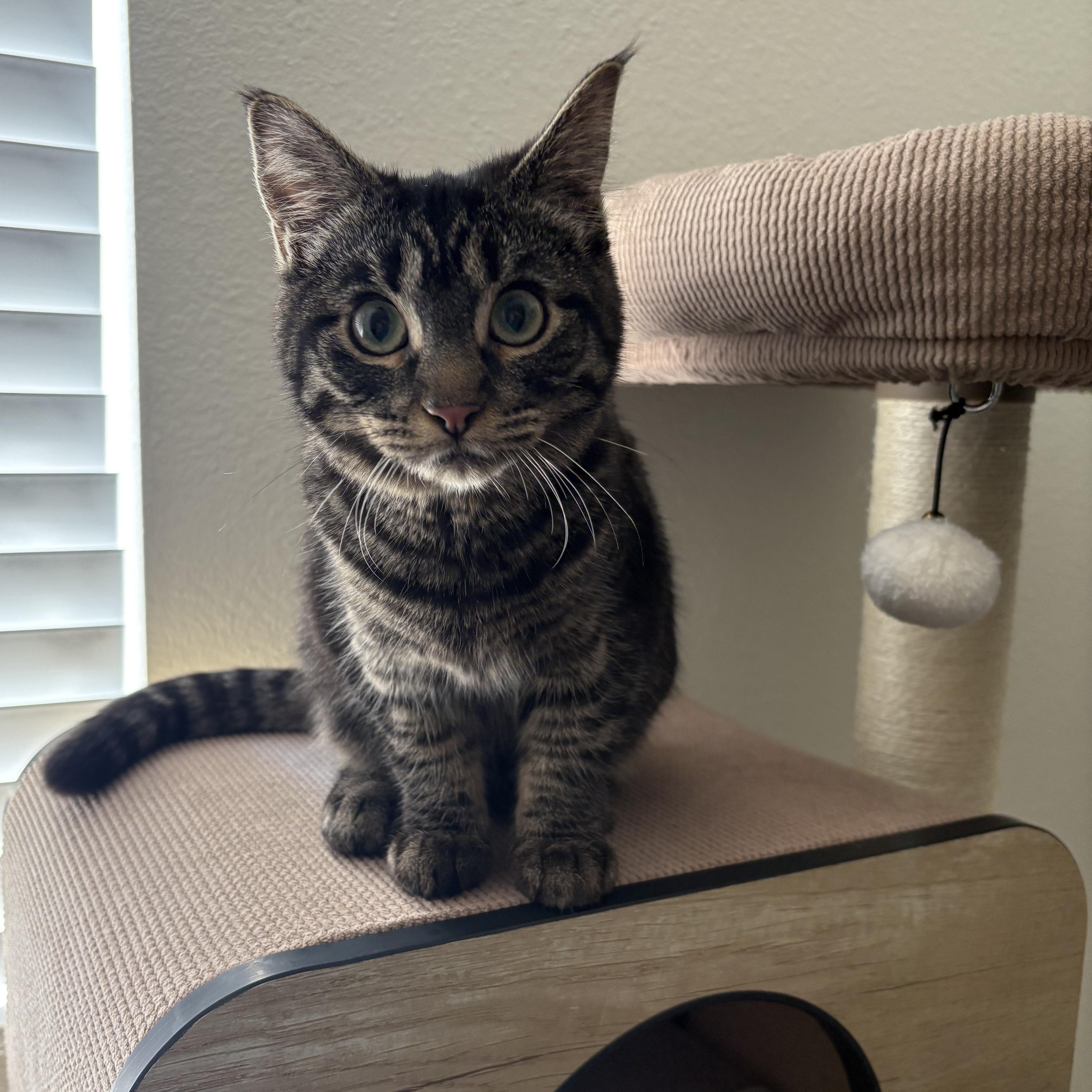 **COURTESY LISTING** Tuna, an adoptable Domestic Short Hair in Moscow, ID, 83843 | Photo Image 1