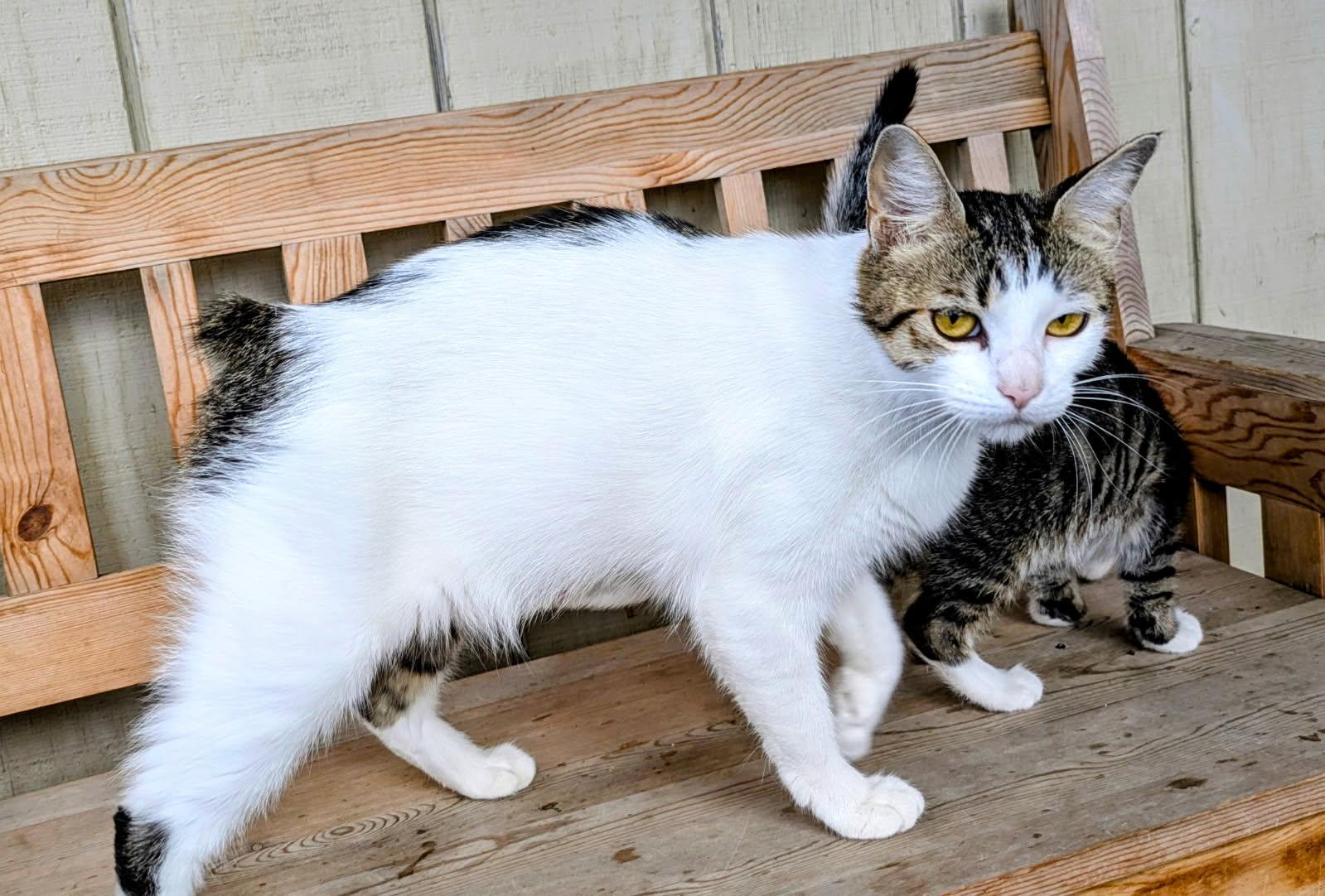 Enlarge Octavia, a ADOPTABLE mixed breed in Eureka, CA image 1/1