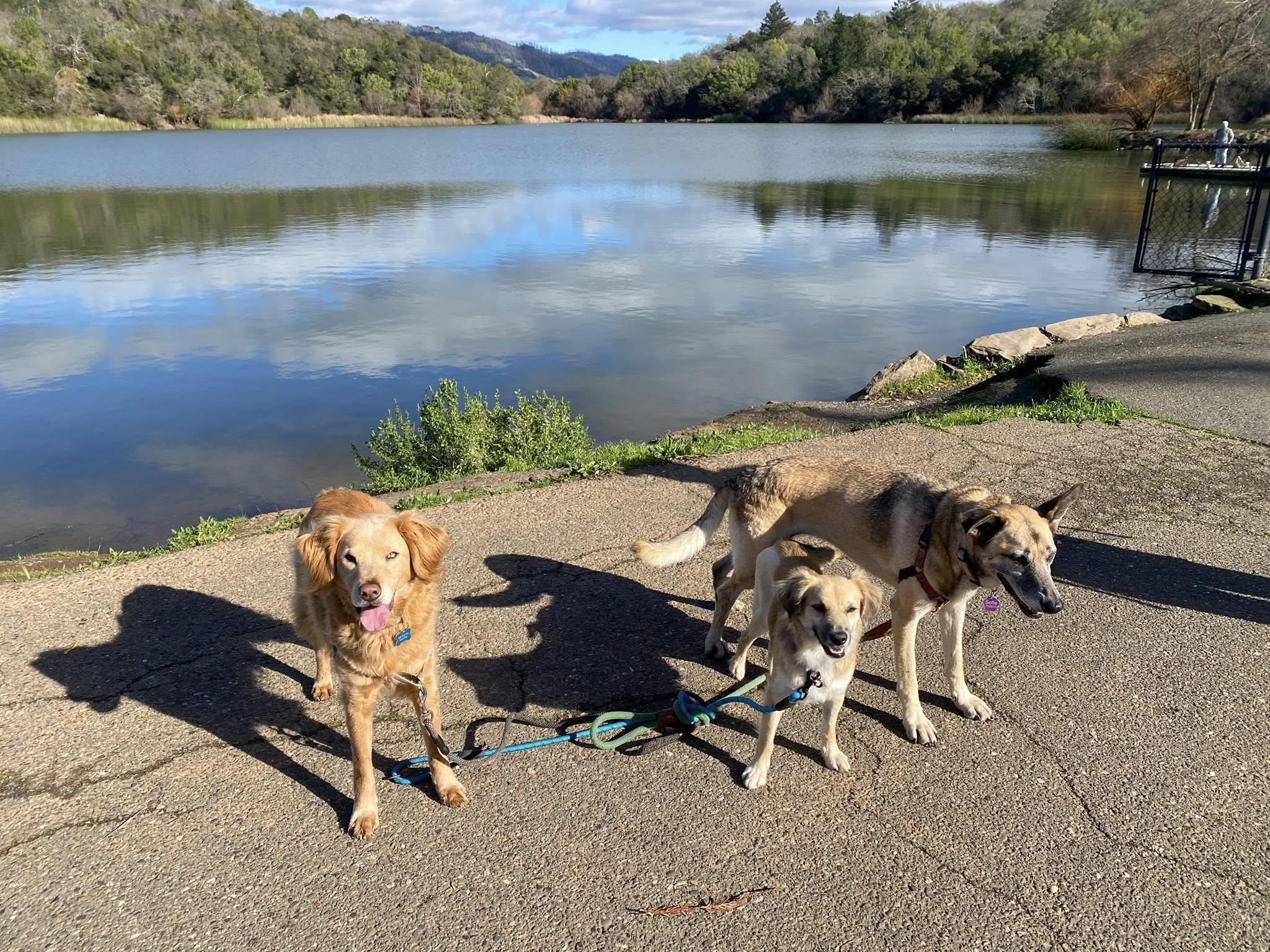 Enlarge Enzo, an adoptable mixed breed in Santa Rosa, CA image 3/5