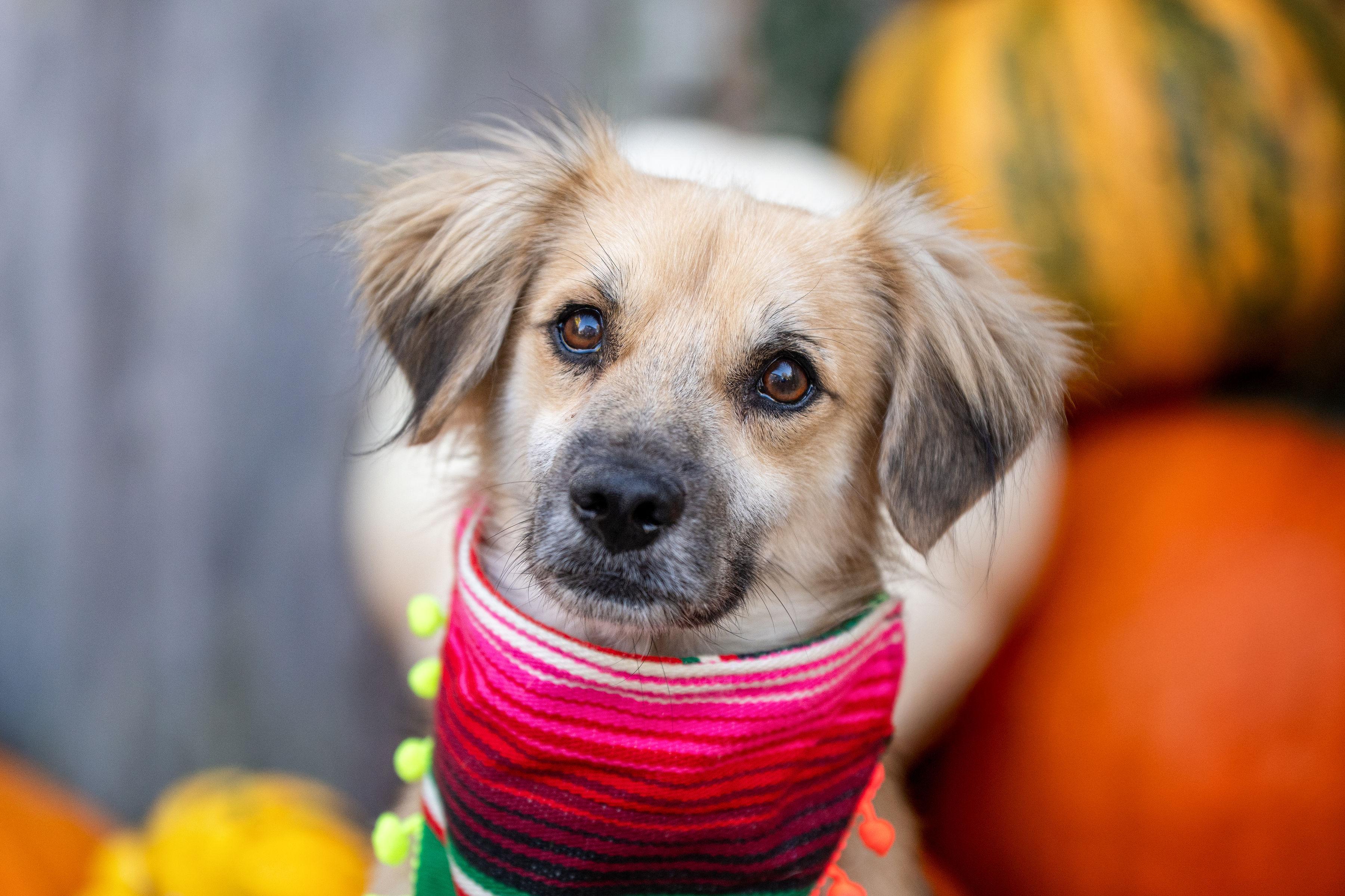 Enlarge Enzo, an adoptable mixed breed in Santa Rosa, CA image 4/5