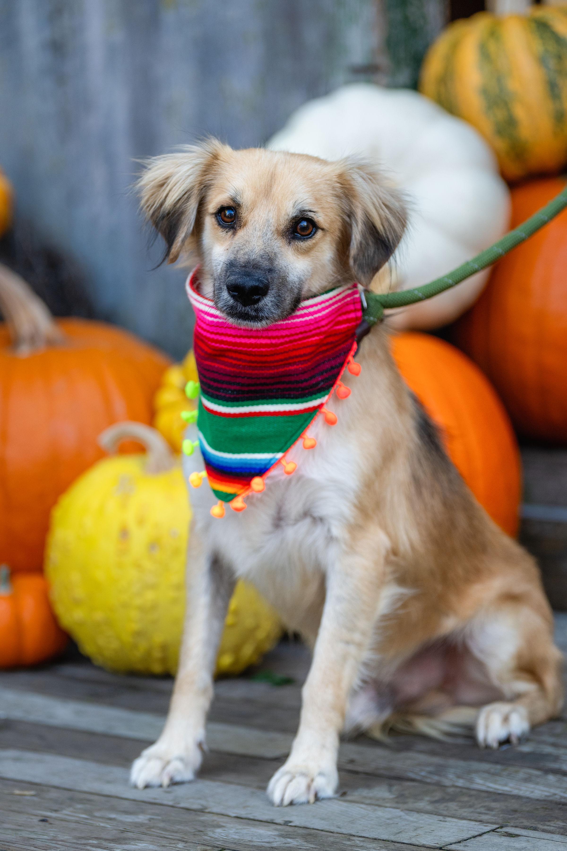 Enzo, adoptable, Adult Male Spaniel.