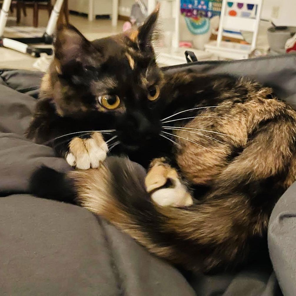 Cash C9788, Adoptable, Young Female Domestic Short Hair.