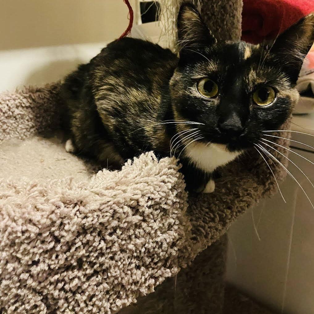 Cash C9788, a Adoptable Domestic Short Hair in Princeton, MN image 2/5