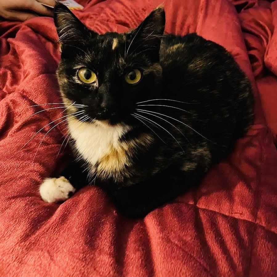 Cash C9788, a Adoptable Domestic Short Hair in Princeton, MN image 3/5