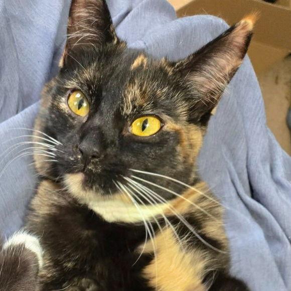 Cash C9788, a Adoptable Domestic Short Hair in Princeton, MN image 4/5