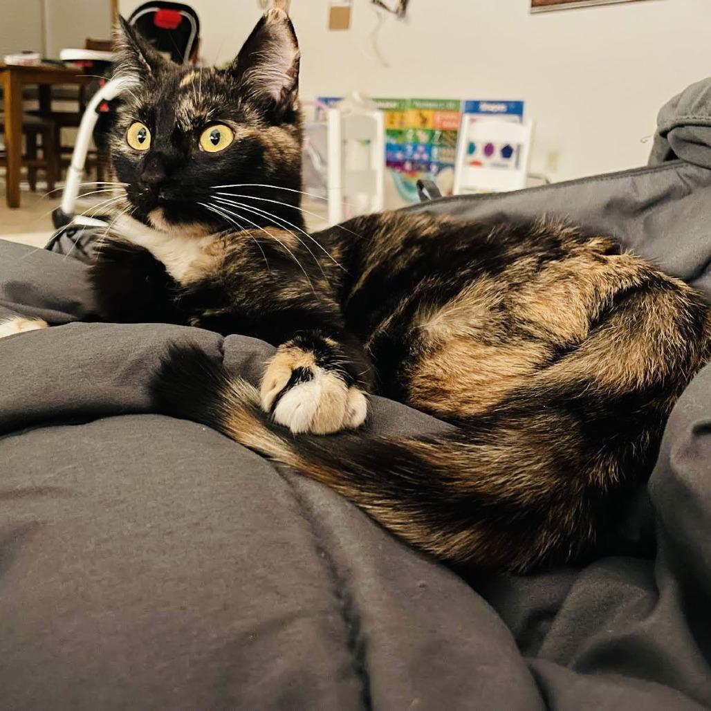 Cash C9788, a Adoptable Domestic Short Hair in Princeton, MN image 5/5