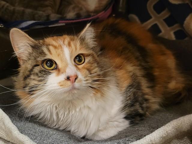 SKILLET, Adoptable, Young Female Domestic Medium Hair.