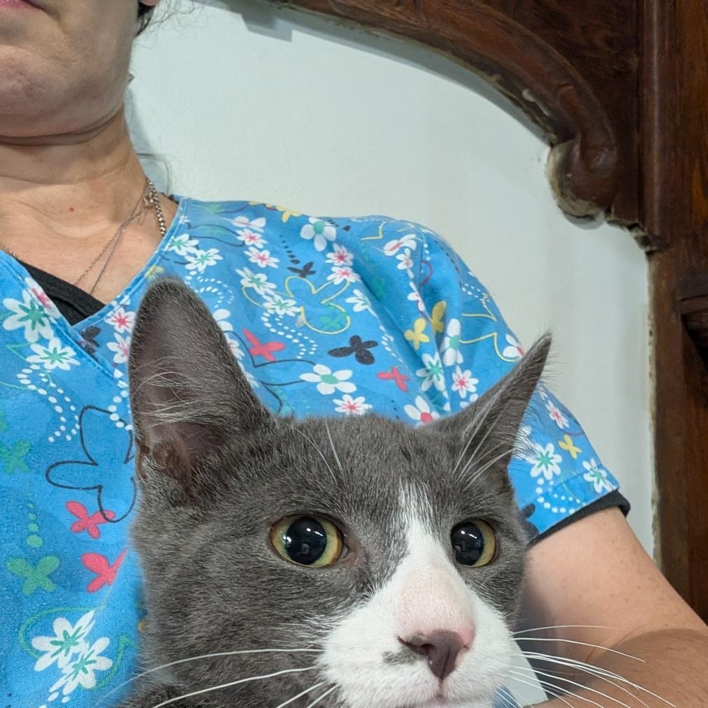 Apollo, a ADOPTABLE Domestic Short Hair in Reisterstown, MD image 4/5