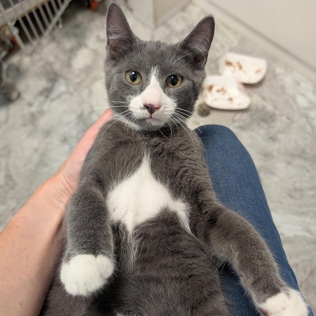 Apollo, a ADOPTABLE Domestic Short Hair in Reisterstown, MD image 1/5