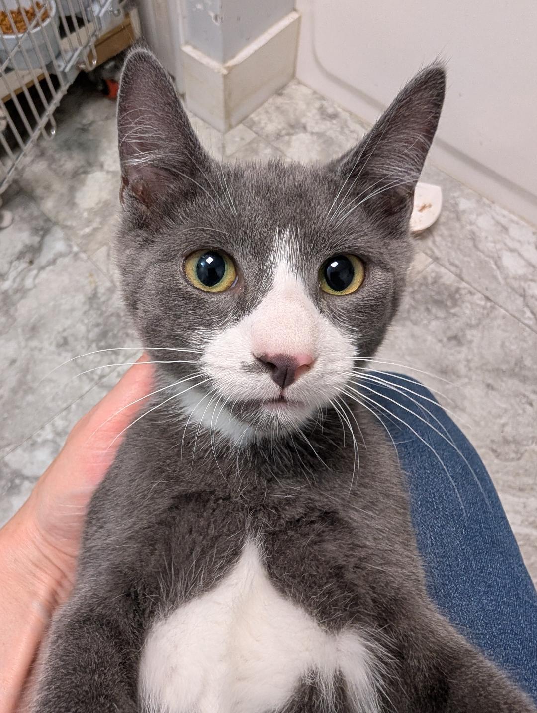 Apollo, a ADOPTABLE Domestic Short Hair in Reisterstown, MD image 5/5