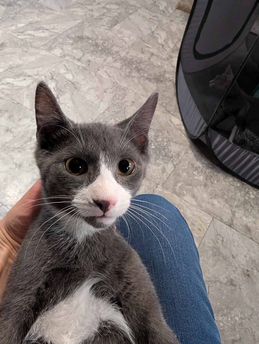 Apollo, a ADOPTABLE Domestic Short Hair in Reisterstown, MD image 2/5