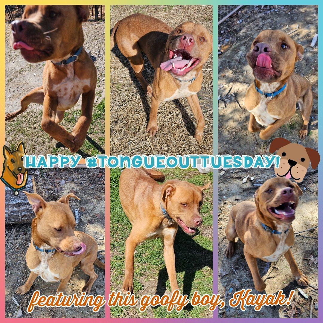 Kayak, a Adoptable mixed breed in Blacksburg, SC image 4/6