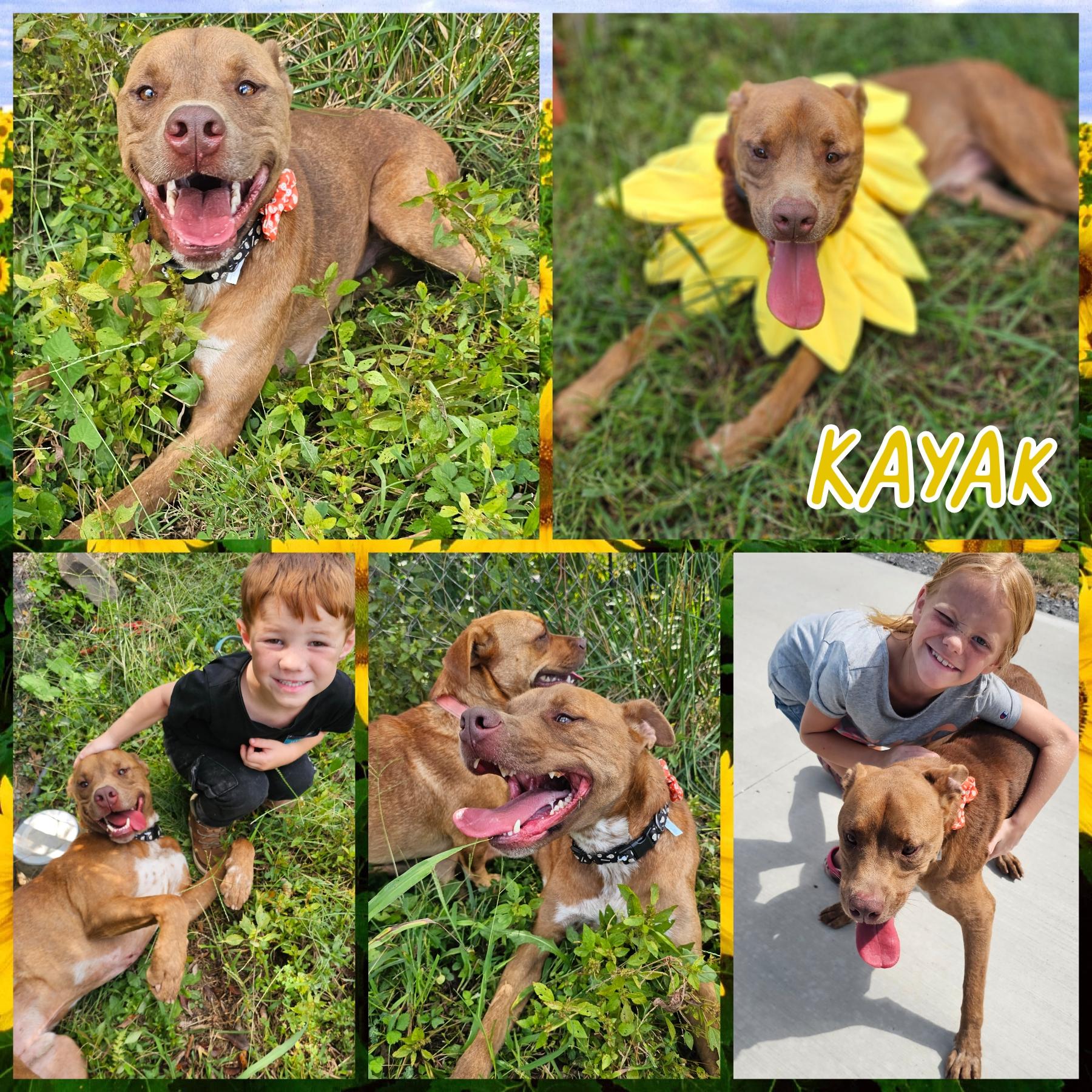 Kayak, a Adoptable mixed breed in Blacksburg, SC image 1/6