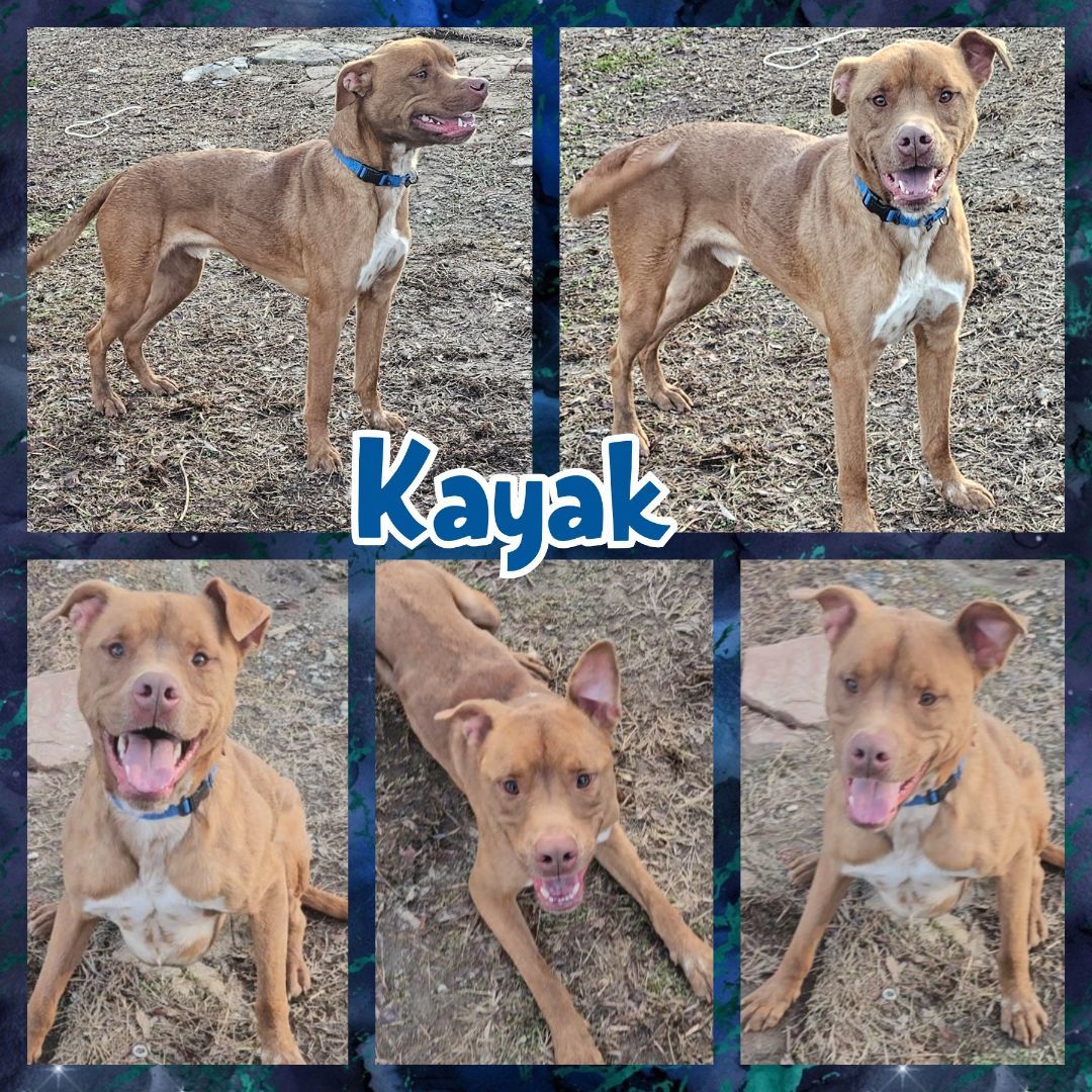 Kayak, a Adoptable mixed breed in Blacksburg, SC image 5/6