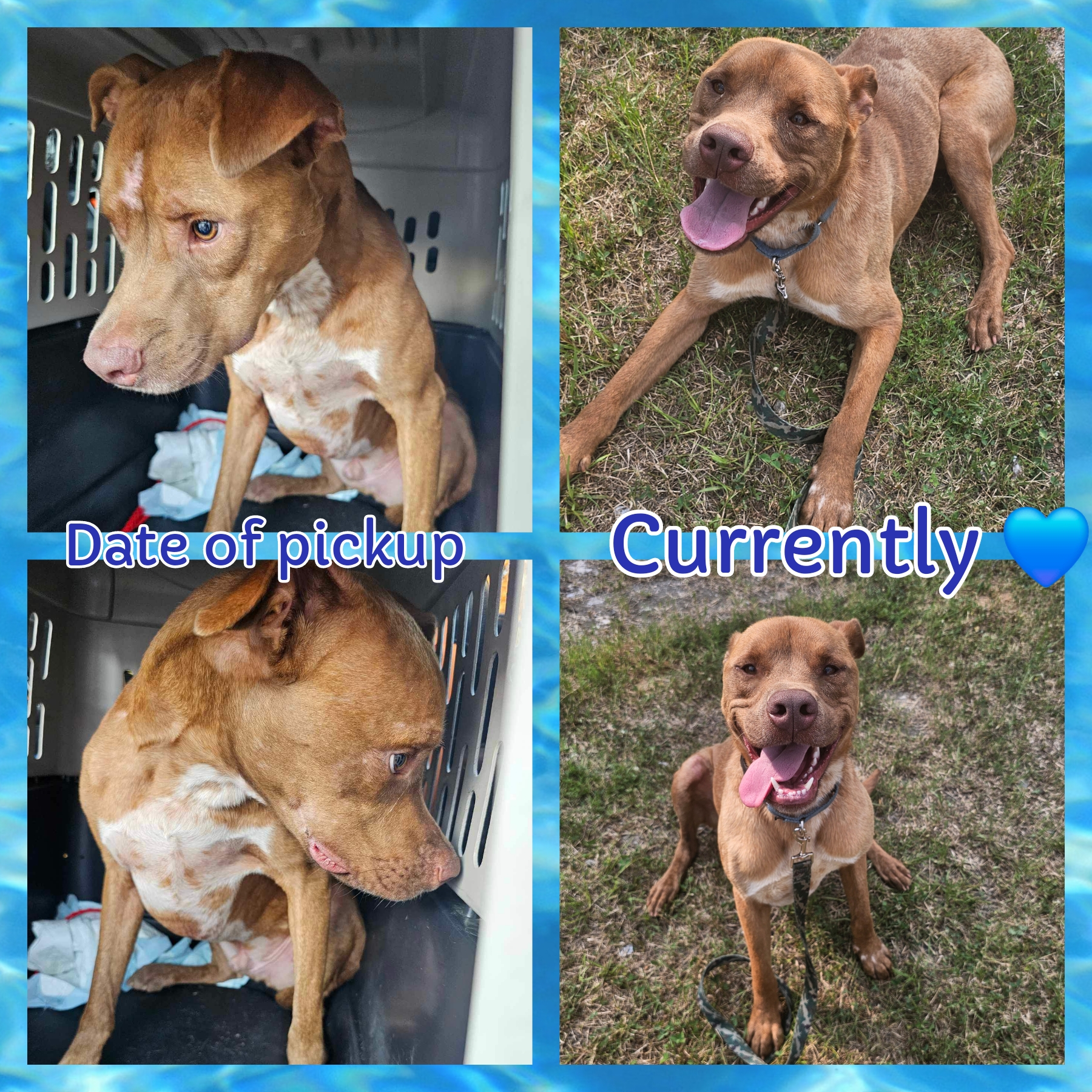 Kayak, a Adoptable mixed breed in Blacksburg, SC image 6/6