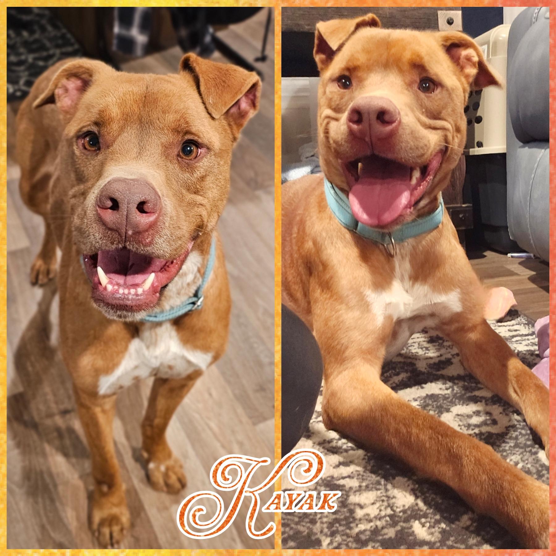 Enlarge Kayak, a Adoptable mixed breed in Blacksburg, SC image 1/6