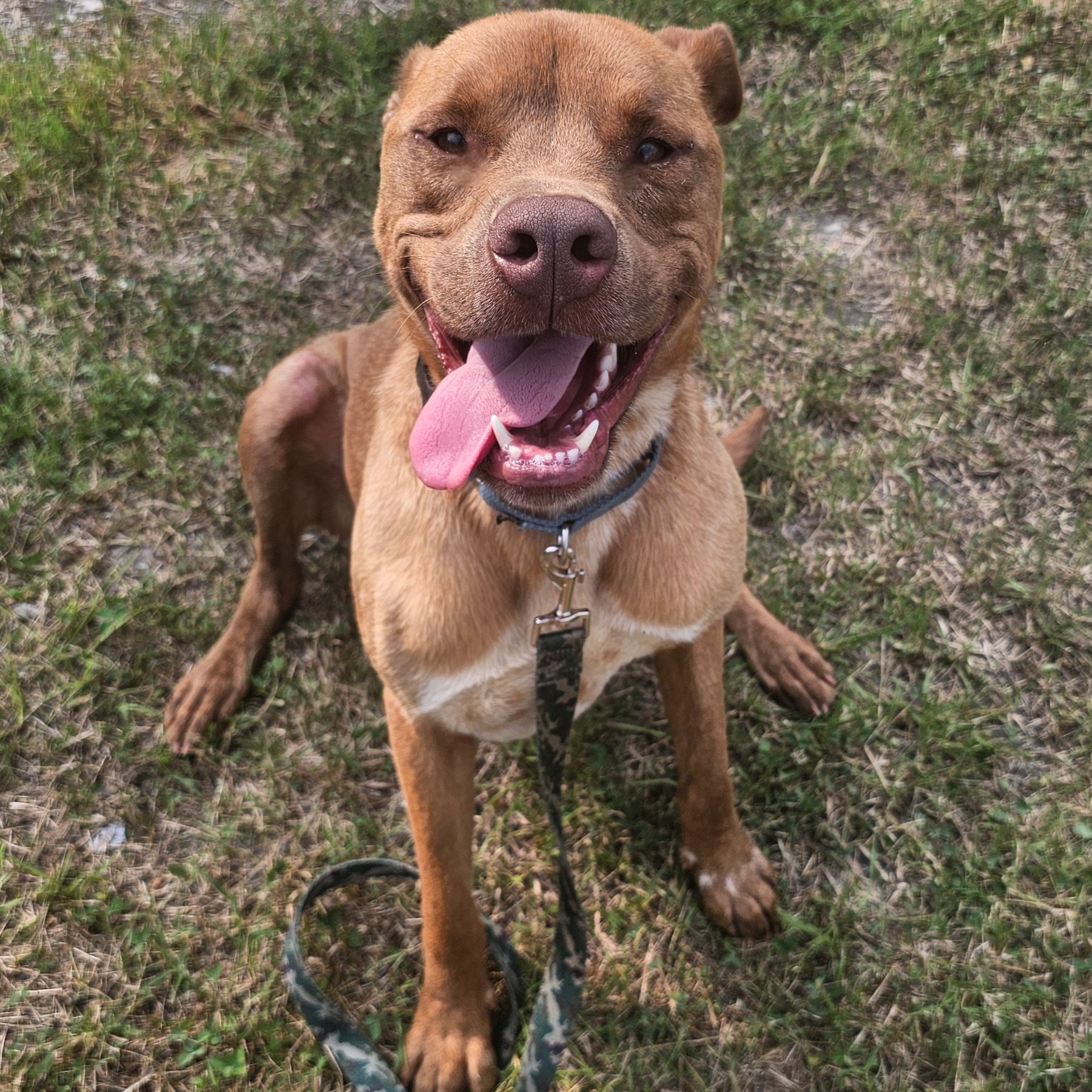 Kayak, a Adoptable mixed breed in Blacksburg, SC image 2/6