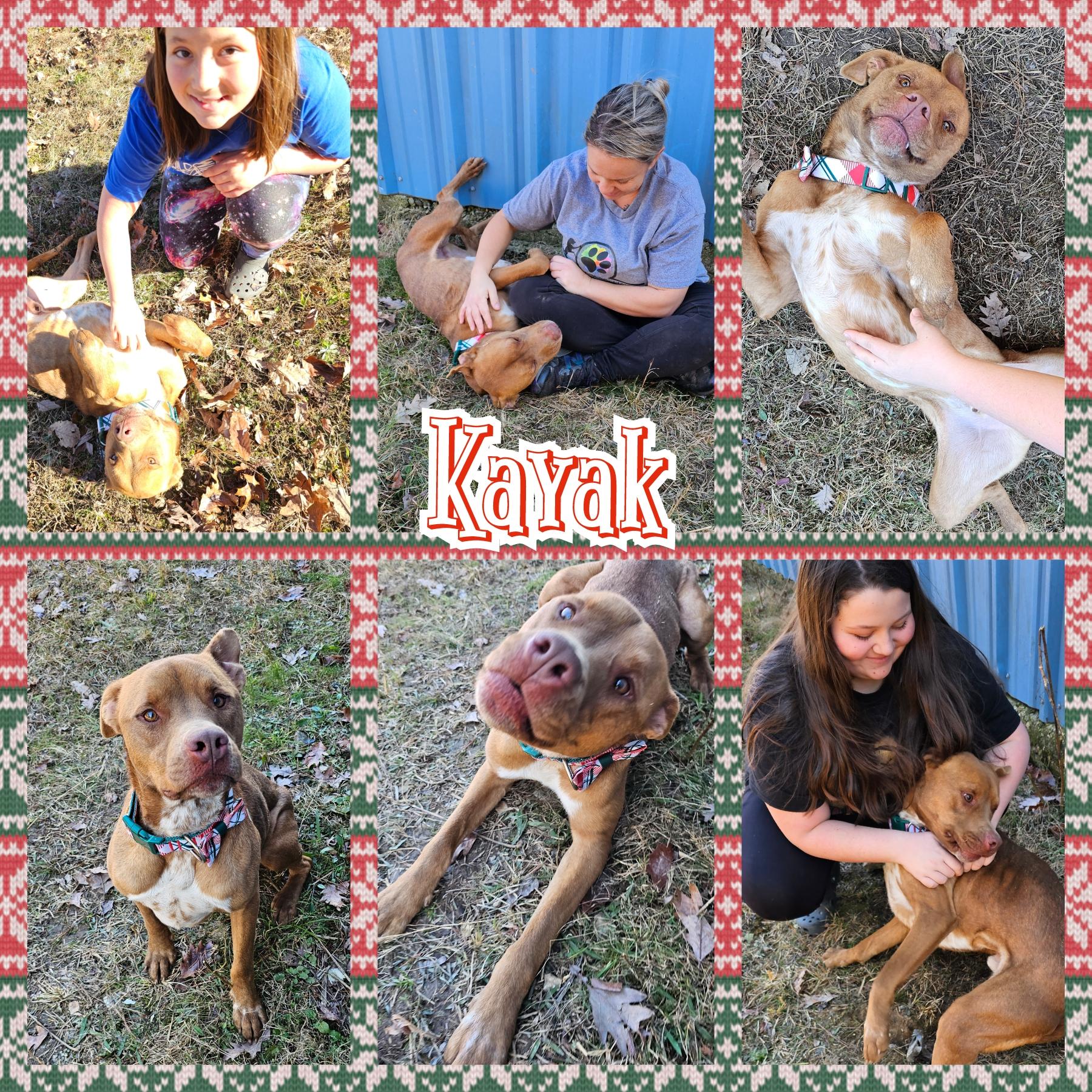 Kayak, a Adoptable mixed breed in Blacksburg, SC image 3/6