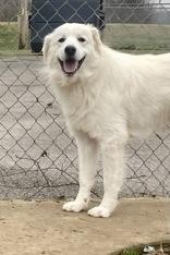 Pluto, ADOPTABLE, Young Male Great Pyrenees.