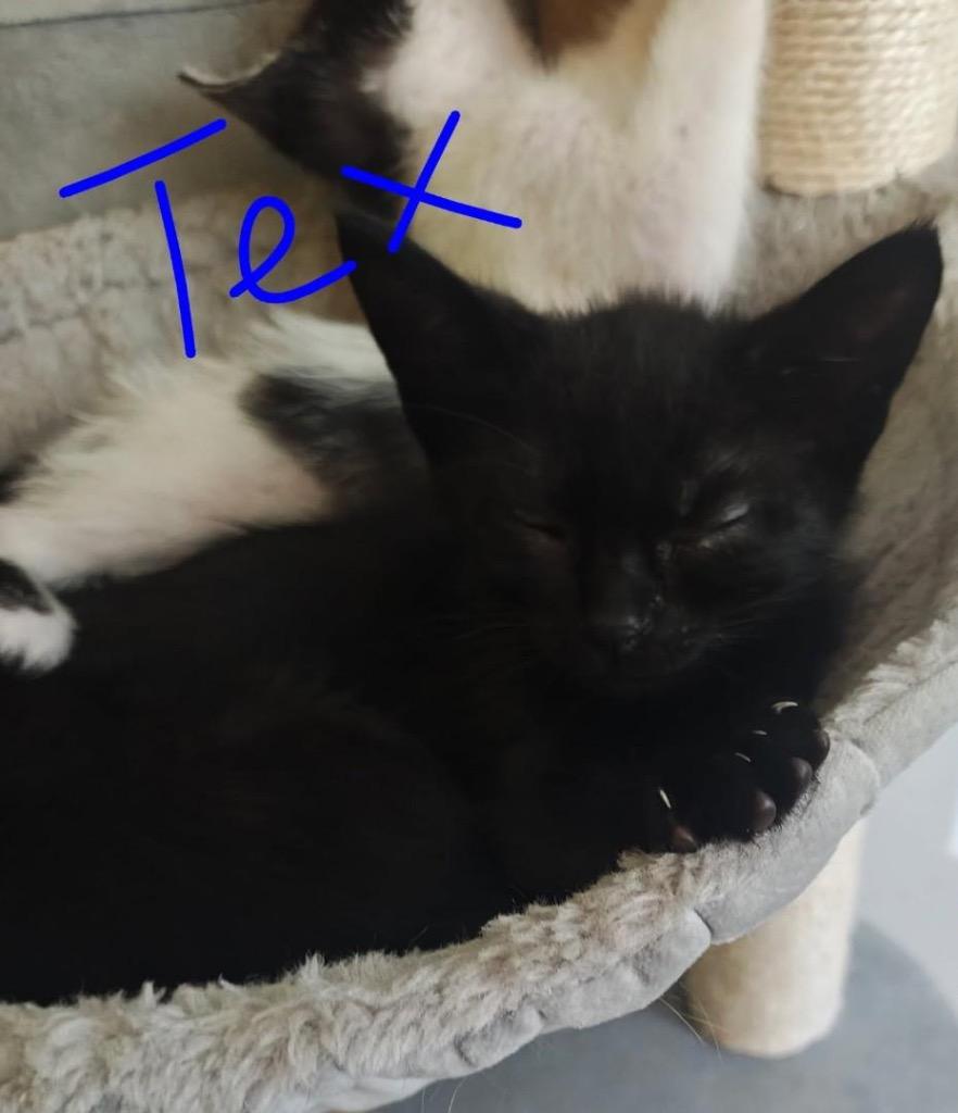 Enlarge Tex, a Adopted mixed breed in Tampa, FL image 1/1