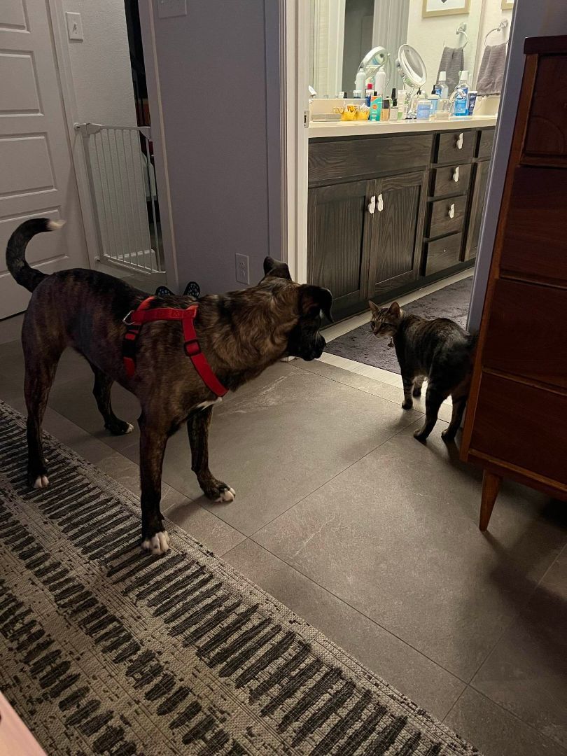 Cooper, Adoptable, Young Male Catahoula Leopard Dog.