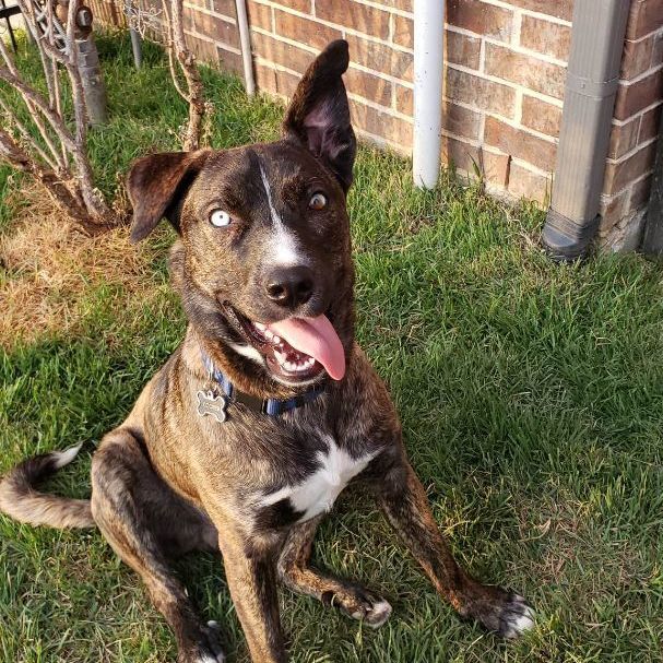 Enlarge Cooper, a Adoptable mixed breed in Dallas, TX image 2/12