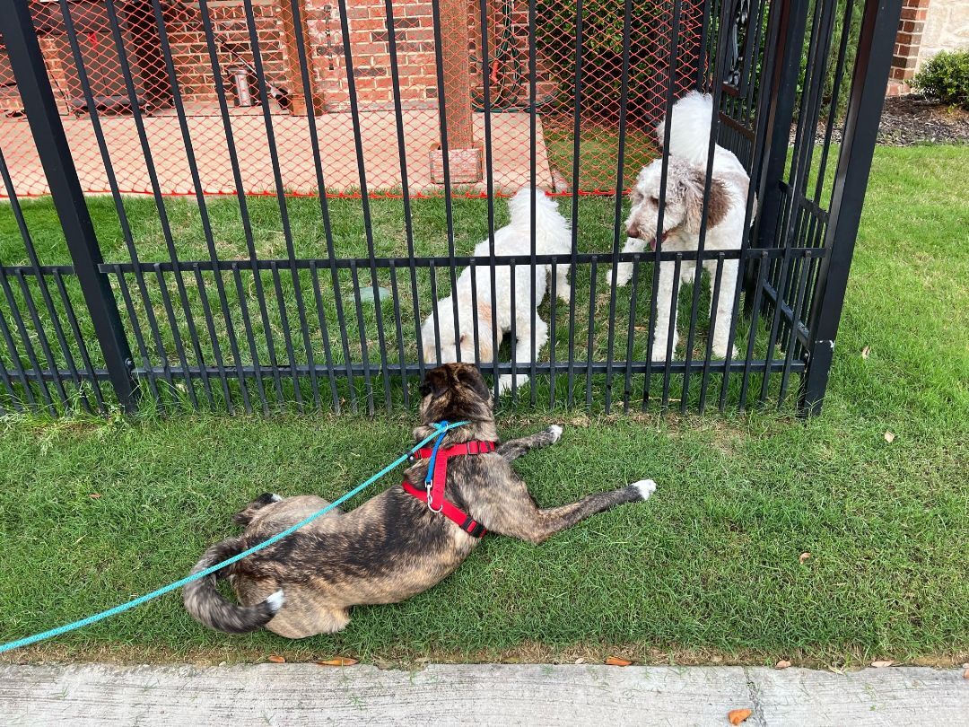 Enlarge Cooper, a Adoptable mixed breed in Dallas, TX image 3/12