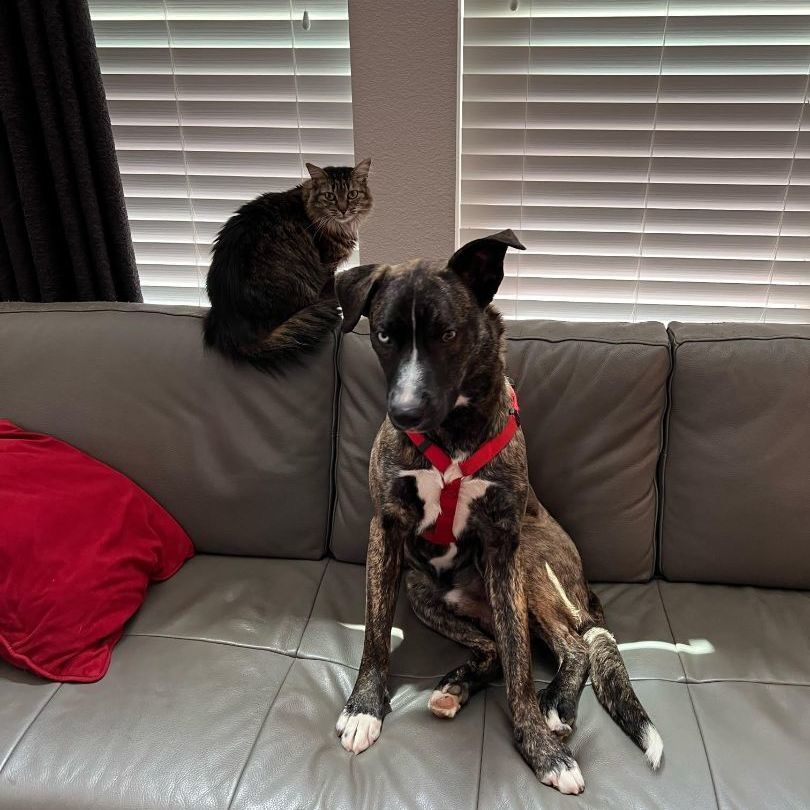 Enlarge Cooper, a Adoptable mixed breed in Dallas, TX image 4/12