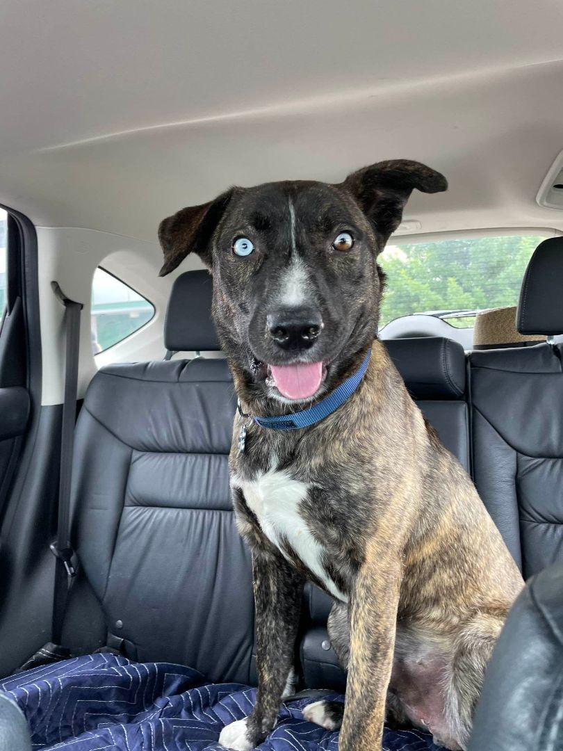 Enlarge Cooper, a Adoptable mixed breed in Dallas, TX image 5/12