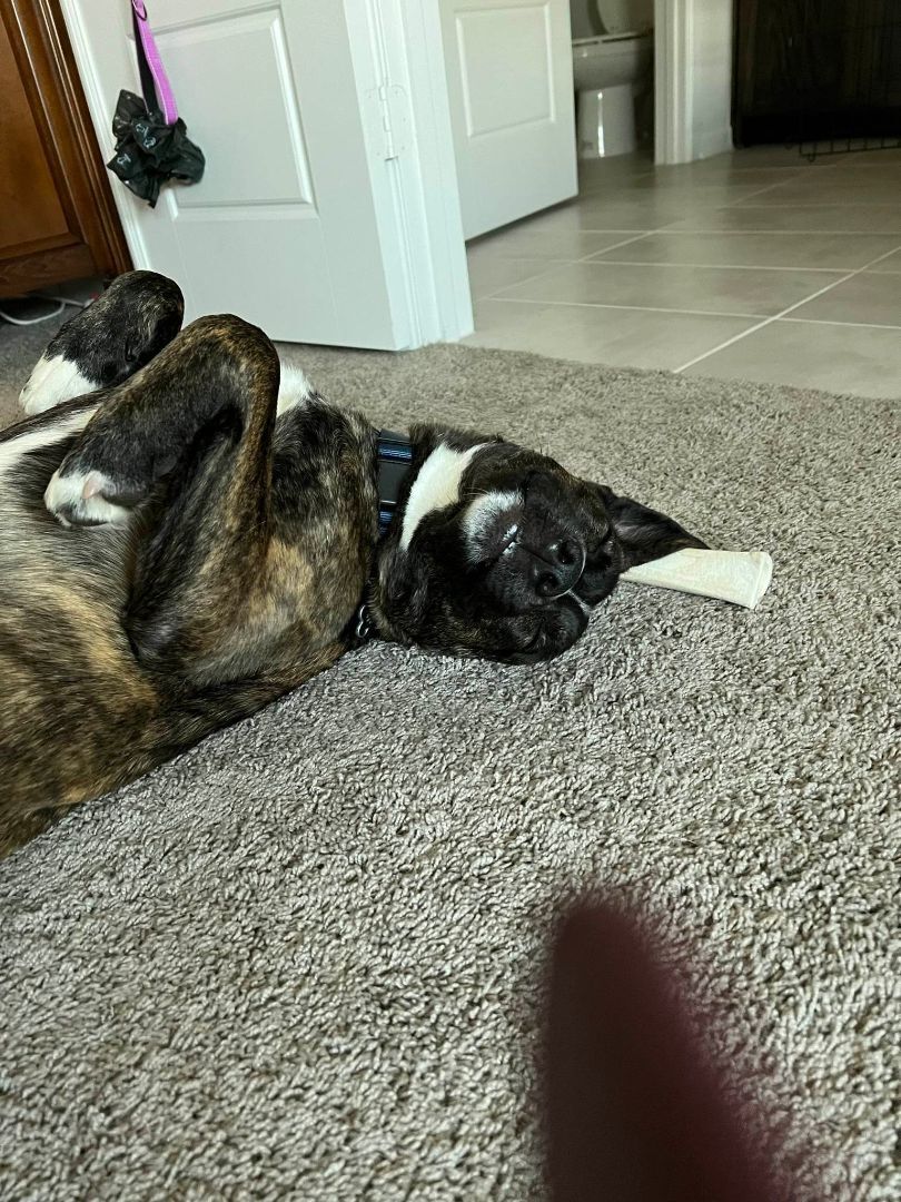 Enlarge Cooper, a Adoptable mixed breed in Dallas, TX image 6/12