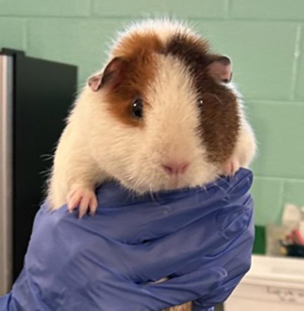 Dorothy, a Adoptable mixed breed in Golden, CO image 2/2