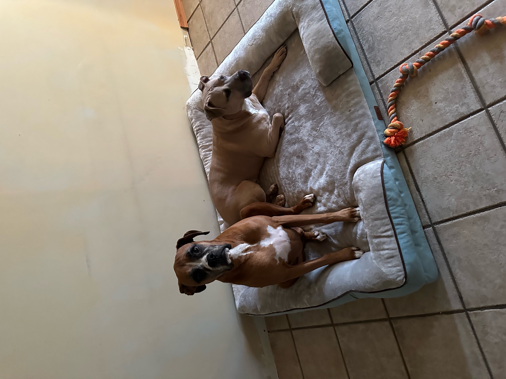 DEMPSEY & Lennox, a Adopted Boxer in Reston, VA image 1/4