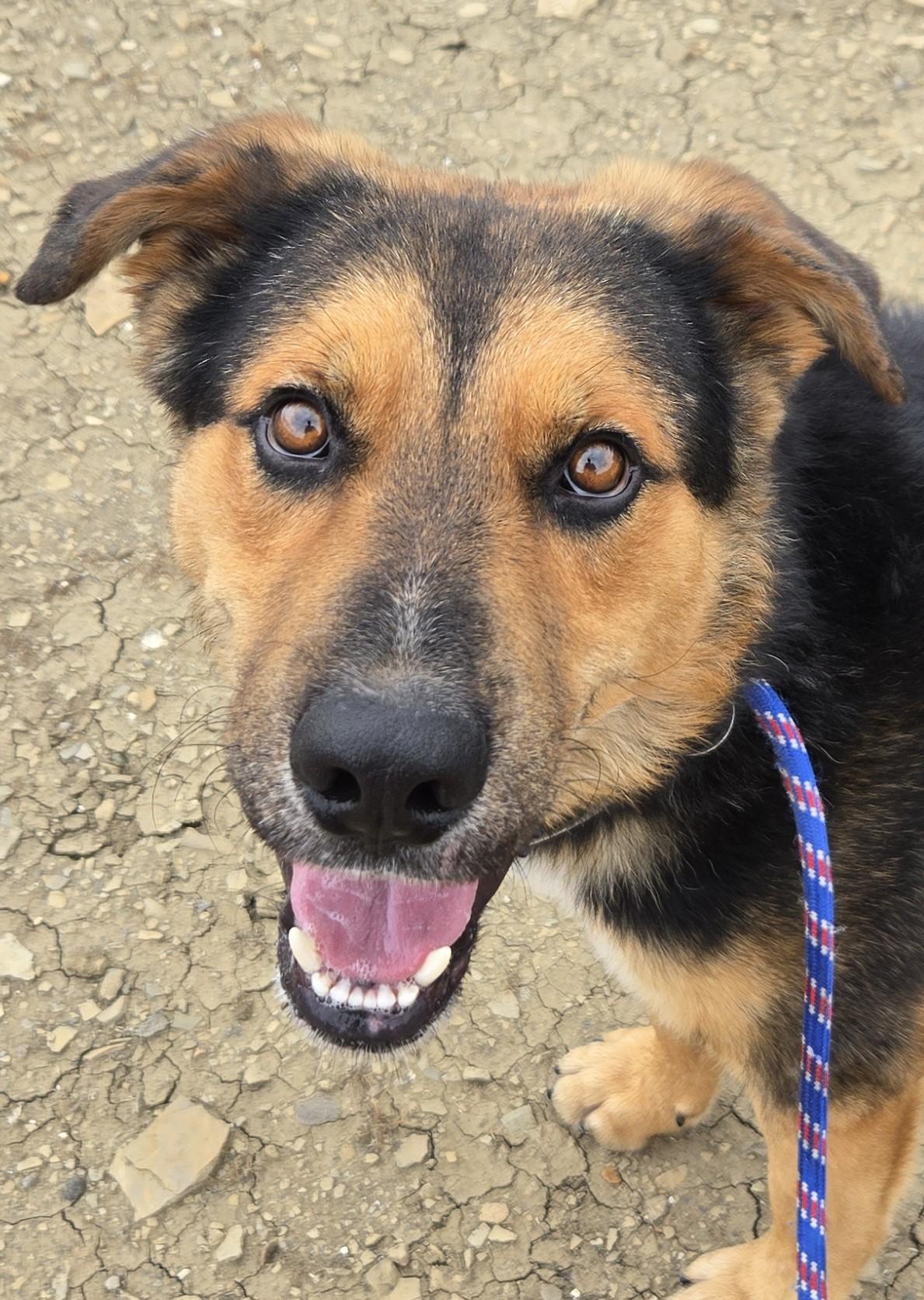 Chaco, Adoptable, Adult Male German Shepherd Dog & Mixed Breed.