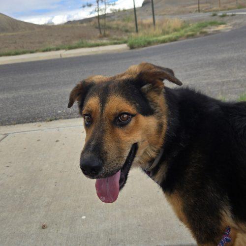 Enlarge Chaco, a Adoptable mixed breed in Grand Junction, CO image 2/3