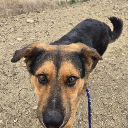 Enlarge Chaco, a Adoptable mixed breed in Grand Junction, CO image 3/3