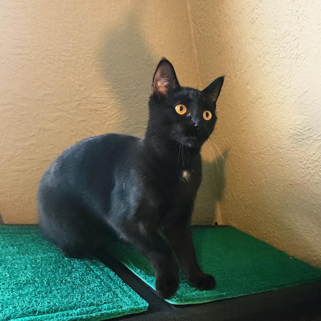 Enlarge Hoopla, a Adoptable Domestic Short Hair in Inver Grove Heights, MN image 1/2