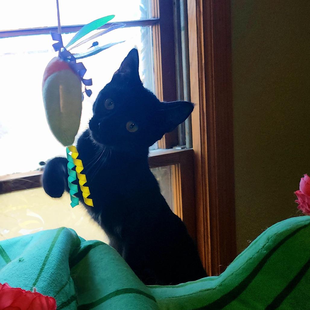 Enlarge Hoopla, a Adoptable Domestic Short Hair in Inver Grove Heights, MN image 2/2