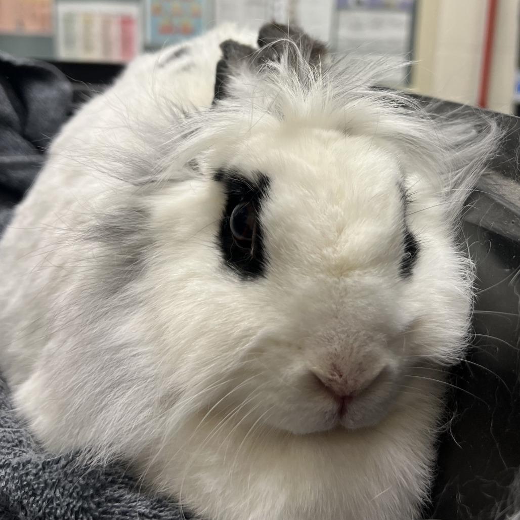 Quatro, Adoptable, Adult Female Lionhead.