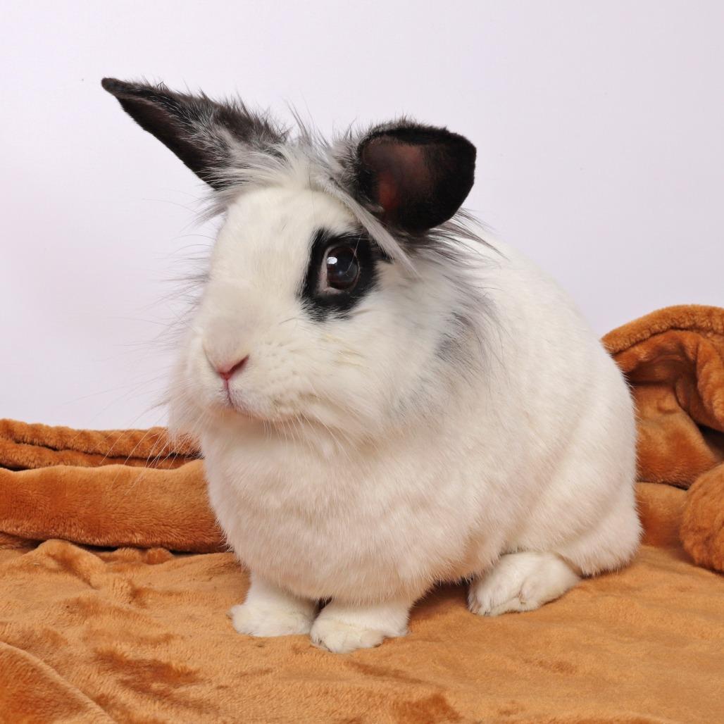 Enlarge Quatro, a Adoptable Lionhead in Murray, UT image 1/1
