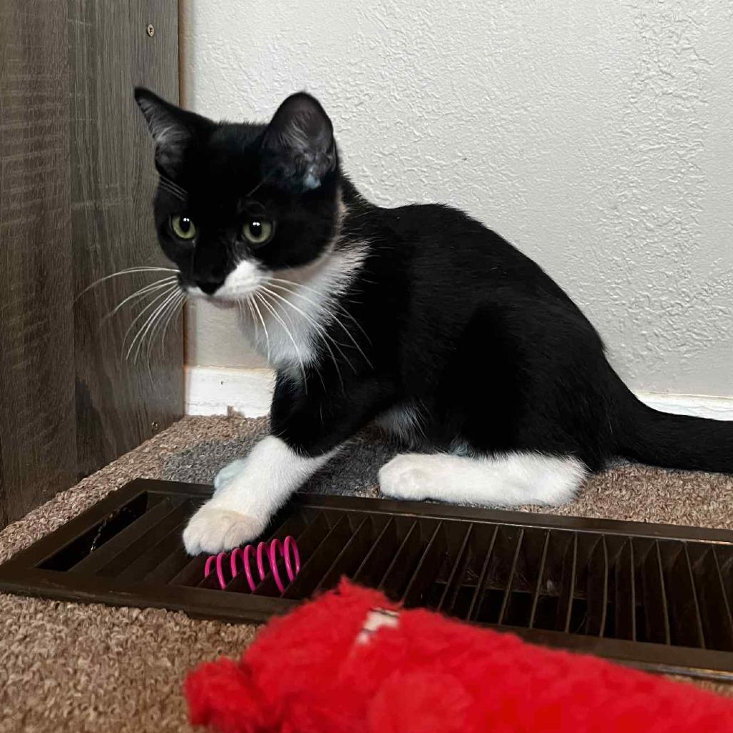 SETZER, Adoptable, Young Male Domestic Medium Hair.