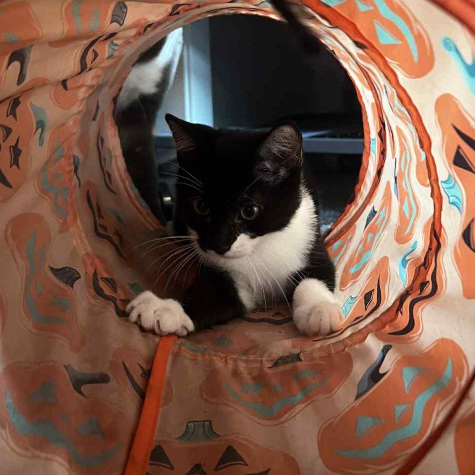 Enlarge SETZER, a Adoptable Domestic Medium Hair in Willows, CA image 3/3