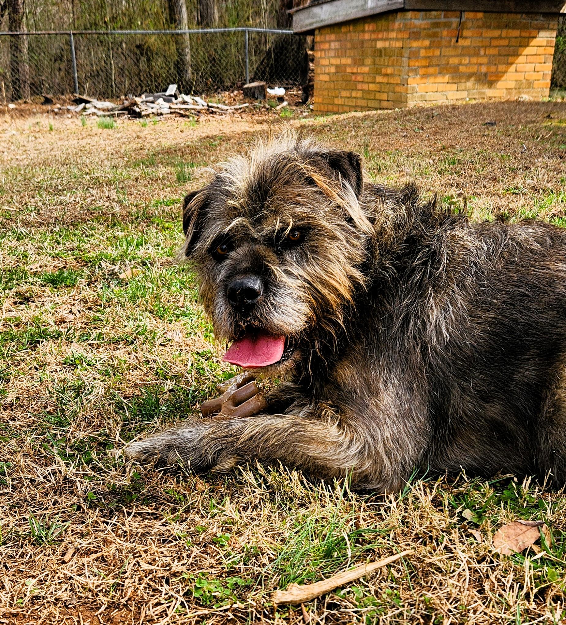 Afro, a ADOPTABLE mixed breed in Denver, NC image 3/6