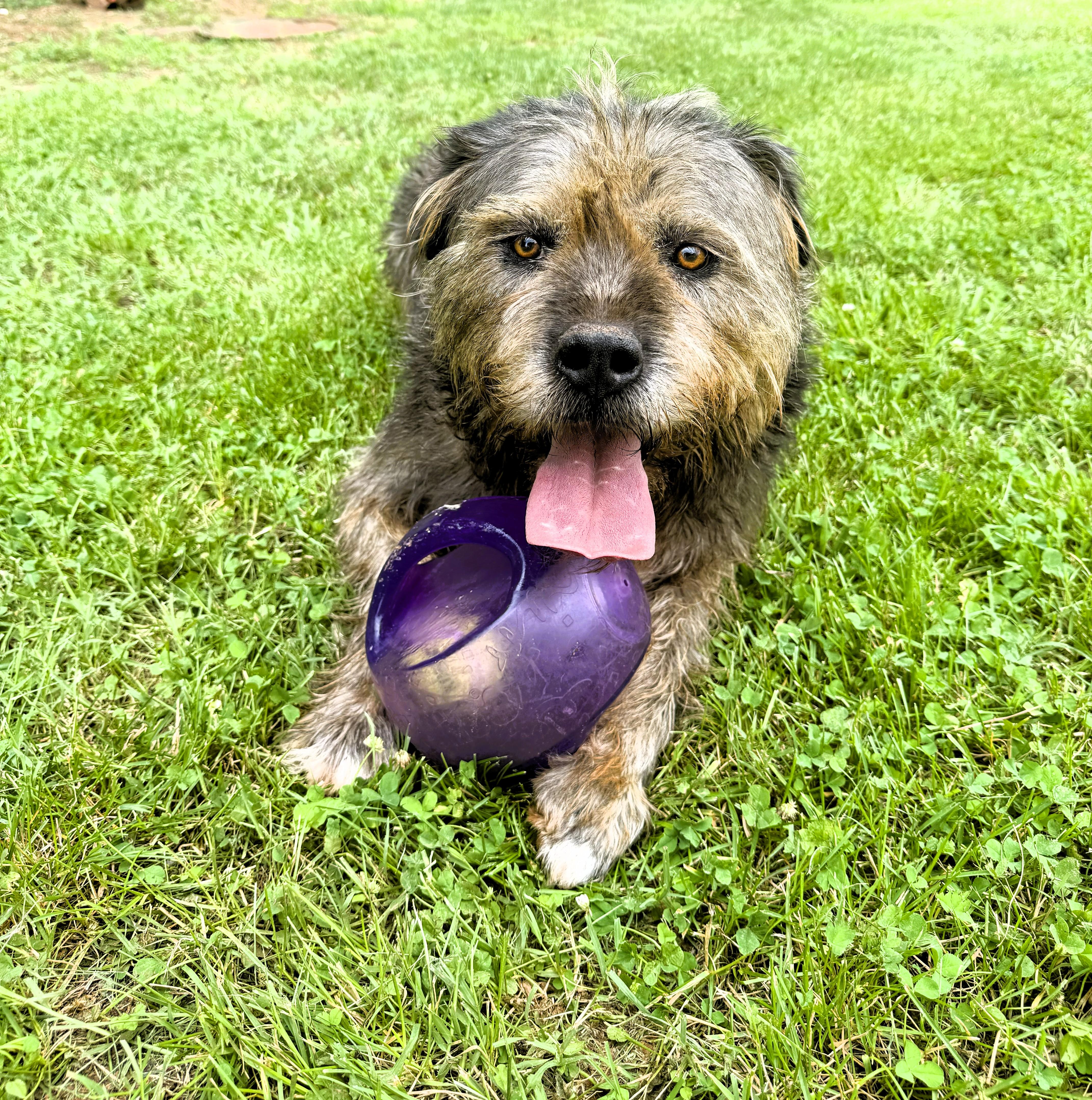 Afro, ADOPTABLE, Adult Male Terrier.