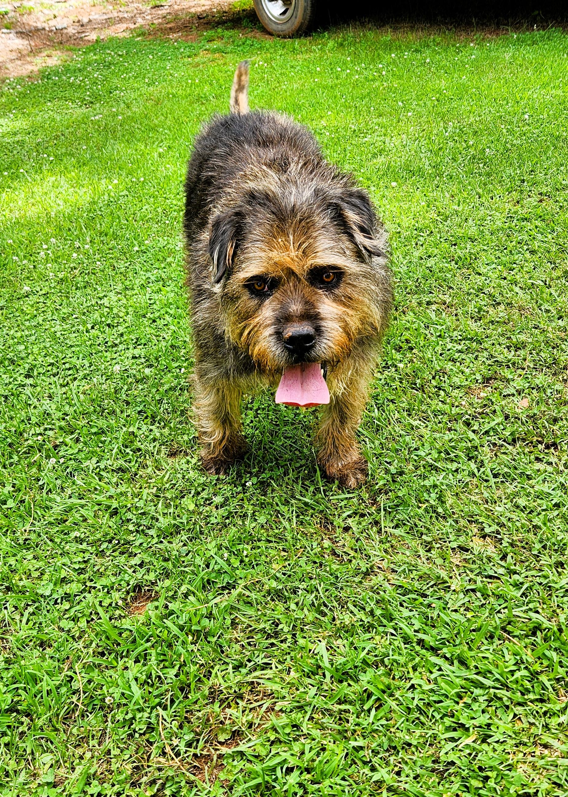 Afro, a ADOPTABLE mixed breed in Denver, NC image 2/6