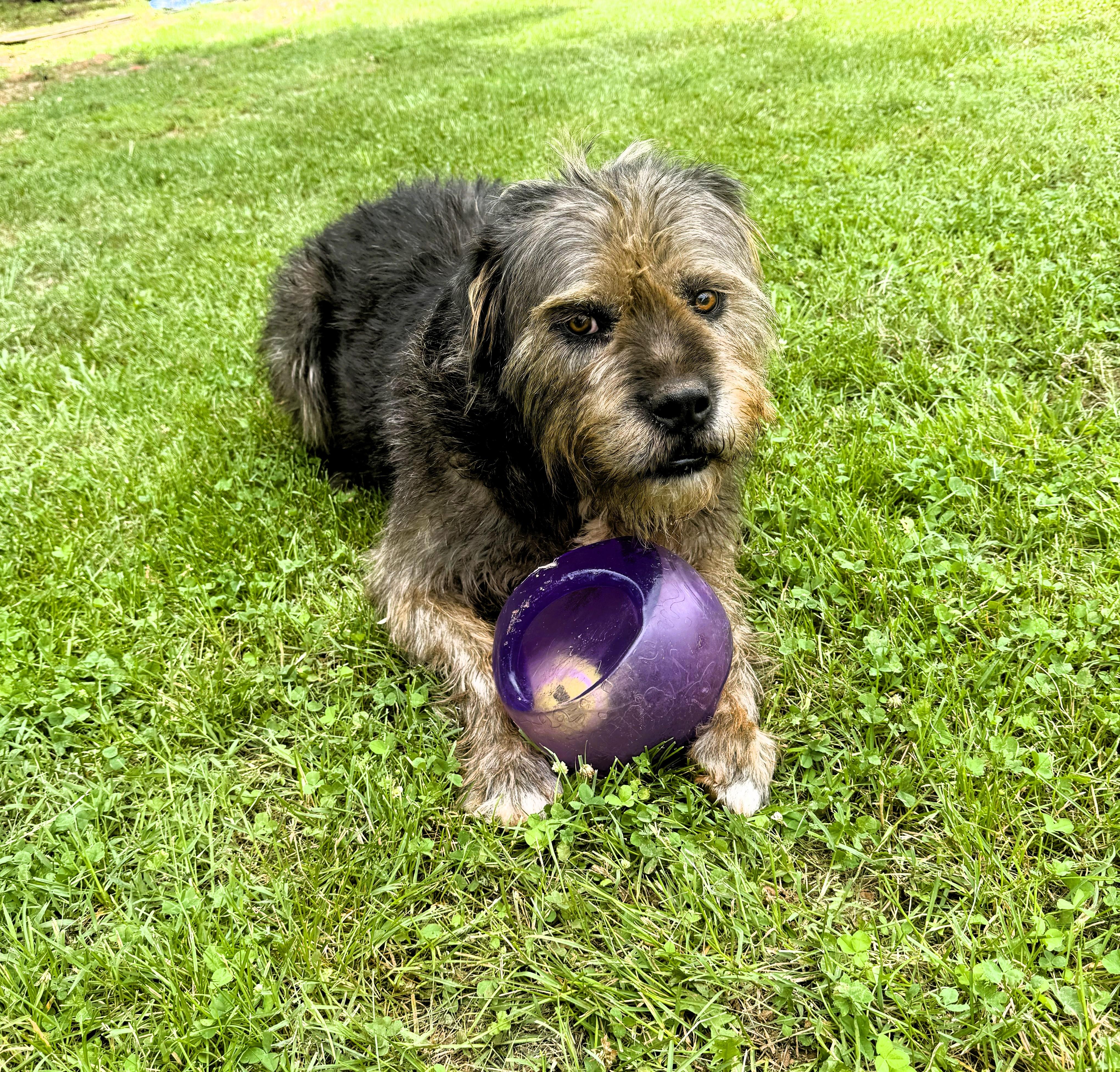 Afro, a ADOPTABLE mixed breed in Denver, NC image 5/6