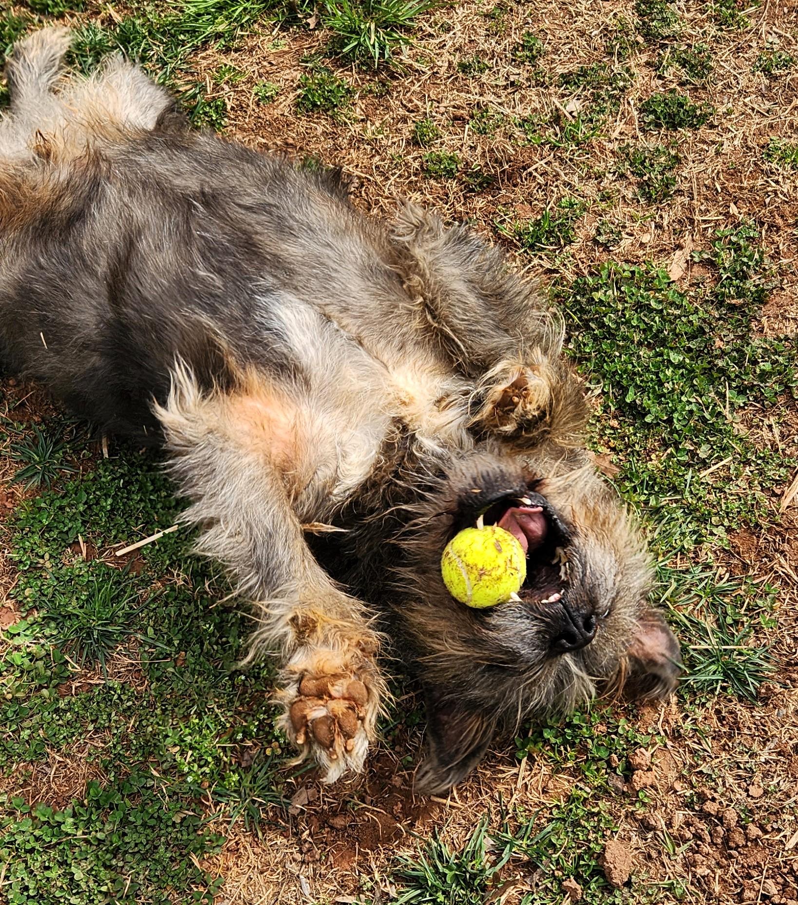 Afro, a ADOPTABLE mixed breed in Denver, NC image 4/6