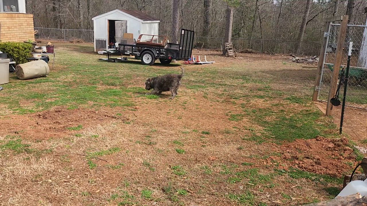 Enlarge Afro, a ADOPTABLE mixed breed in Denver, NC video 6/6
