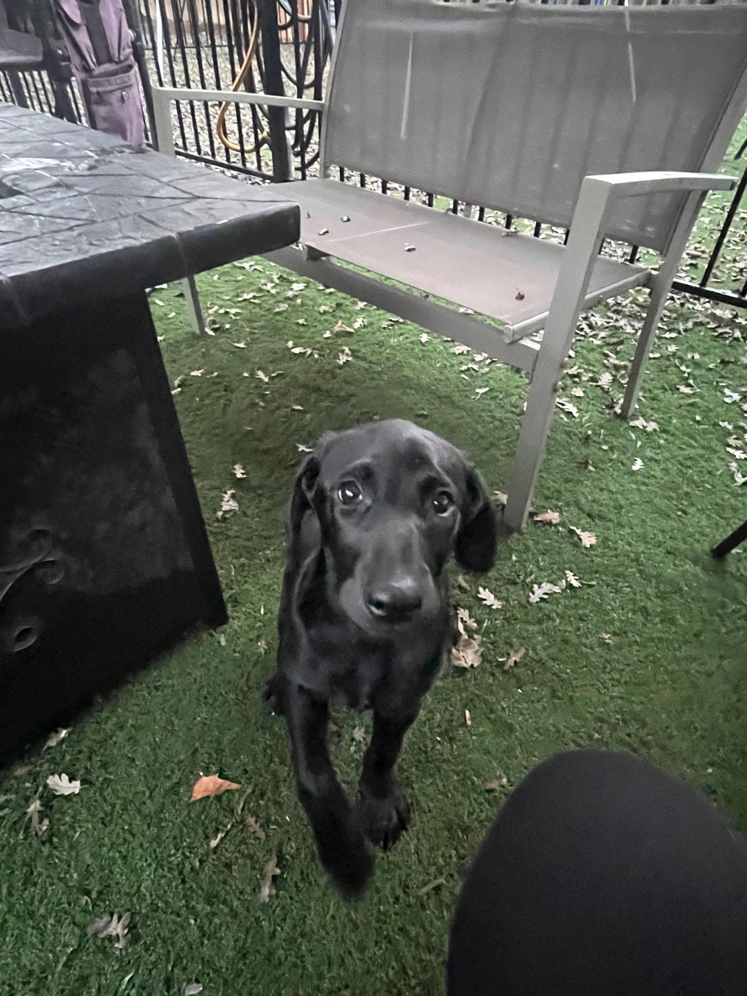 Enlarge Holly, a ADOPTABLE Labrador Retriever in Sacramento, CA image 4/6