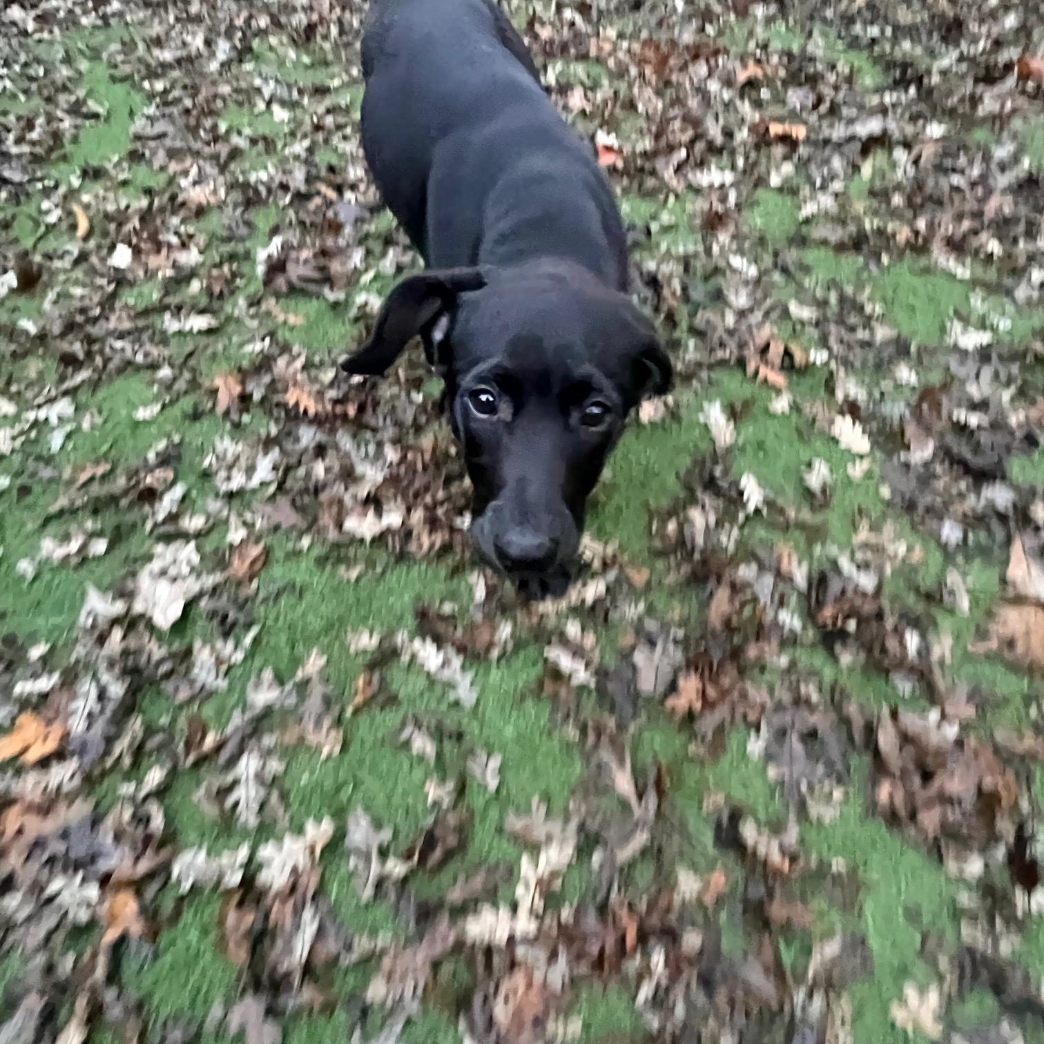 Enlarge Holly, a ADOPTABLE Labrador Retriever in Sacramento, CA image 3/6